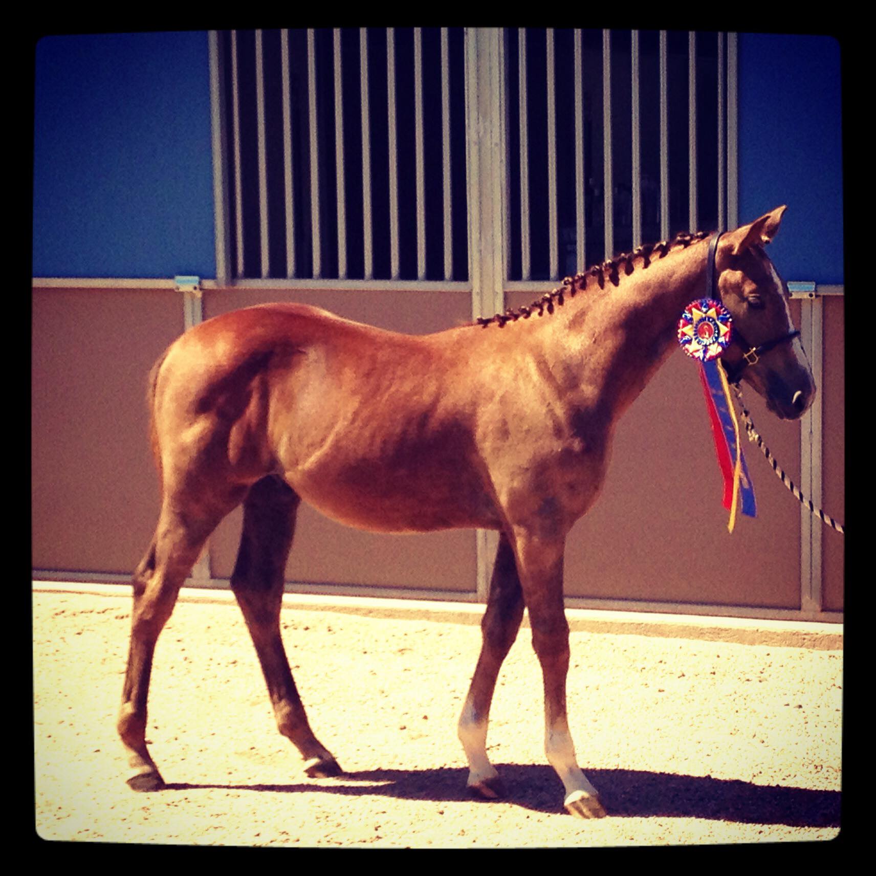 Silver Mesquite Equestrian, Located in South Chandler, Gilbert Arizona